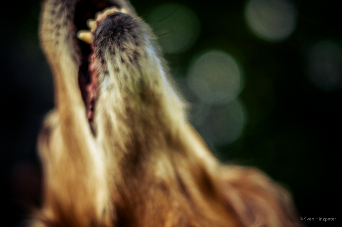 Tiere