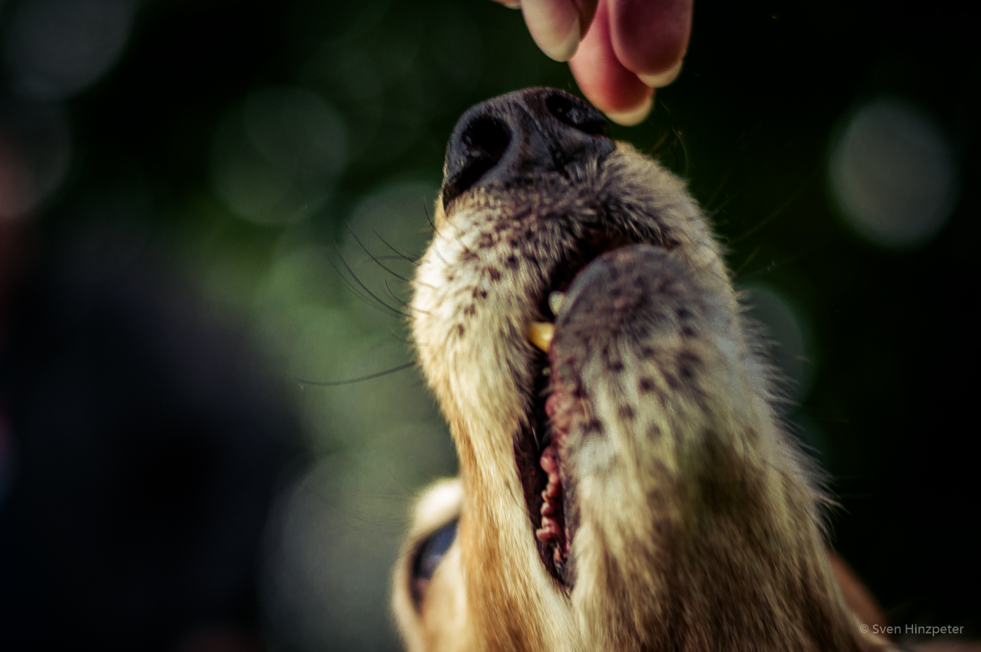 Tiere