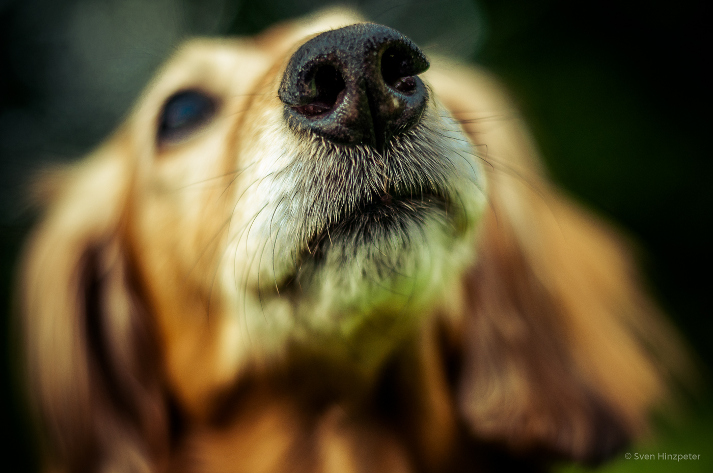 Tiere